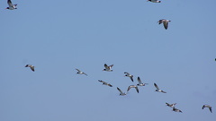 Haematopus palliatus