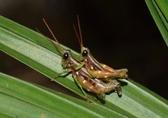 Syntomacris guttulosa