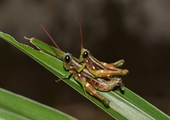 Syntomacris guttulosa