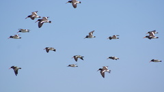 Haematopus palliatus