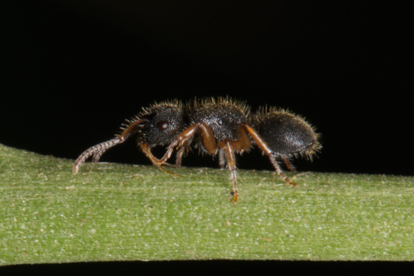 Echinopla turneri