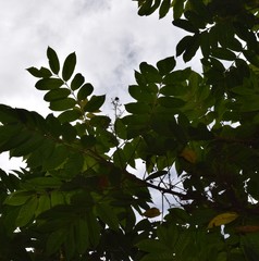 Toxicodendron striatum