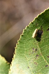 Caladonus coquilletti