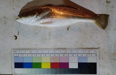 Argyrosomus