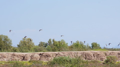 Haematopus palliatus