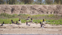 Haematopus palliatus