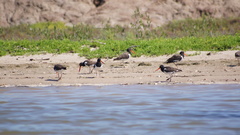 Haematopus palliatus