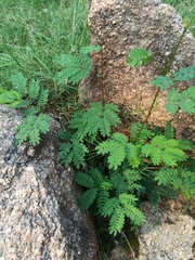 Caesalpinia pulcherrima