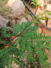 Caesalpinia pulcherrima