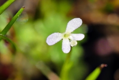 Stylidium despectum
