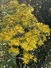 Acrisione denticulata