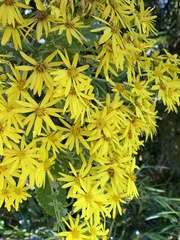 Acrisione denticulata