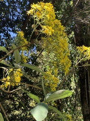 Acrisione denticulata