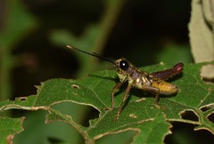 Sitalces