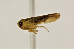 Caladonus coquilletti