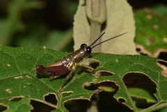 Sitalces
