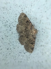 Metalectra quadrisignata