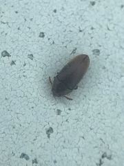 Trixagus chevrolati