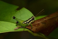 Eusitalces vittatus
