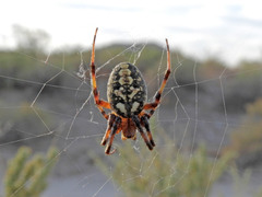 Neoscona oaxacensis