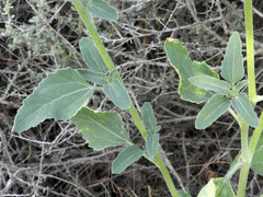 Verbesina encelioides