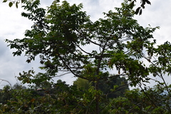 Toxicodendron striatum