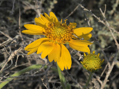 Verbesina encelioides