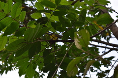 Toxicodendron striatum