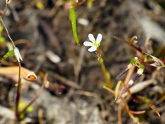 Stylidium despectum