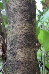Toxicodendron striatum