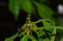 Ommatolampis quadrimaculata