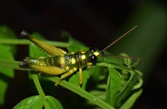 Ommatolampis quadrimaculata