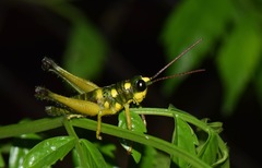 Ommatolampis quadrimaculata