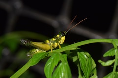 Ommatolampis quadrimaculata