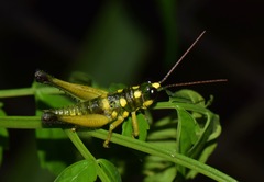 Ommatolampis quadrimaculata