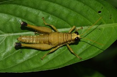 Eucosmetacris cingulata