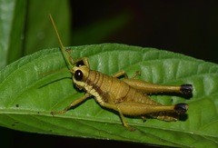 Eucosmetacris cingulata