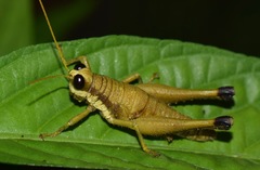 Eucosmetacris cingulata