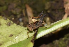 Batrachidea