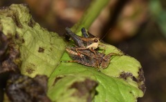 Batrachidea