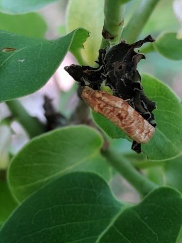 Georgia Archips Moth photo 4