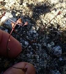 Eriogonum nortonii