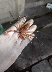 Acanthophrynus coronatus