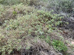 Croton monanthogynus