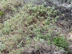 Croton monanthogynus