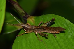 Phaeoparia aequatorialis