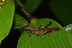 Phaeoparia aequatorialis