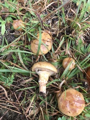 Suillus cothurnatus