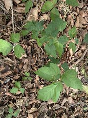 Toxicodendron radicans