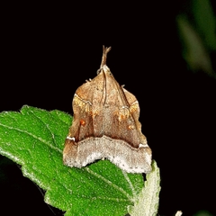 Clydonopteron tecomae